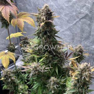 Octane_Fire_OG_seminka_konopi