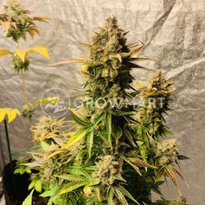 Octane_Fire_OG_seminka_konopi