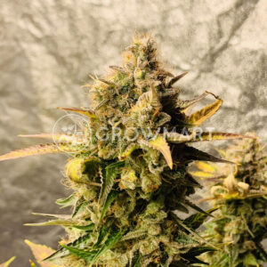 Octane_Fire_OG_seminka_konopi