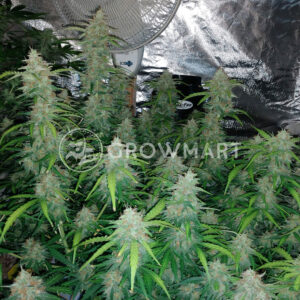 Ogesus_Autoflowering_semínka_konopí