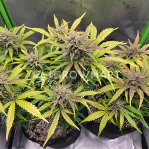 Orange_Apricot_Glue_XL_Auto_Seminka_Konopi_1