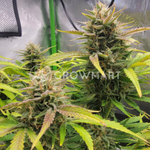 Orange_Apricot_Glue_XL_Auto_Seminka_Konopi_2