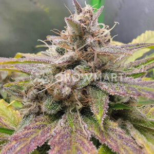 Orange_Apricot_Glue_XL_Auto_Seminka_Konopi_4