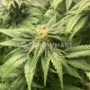 Orange_Bud_2.0_seminka_konopi