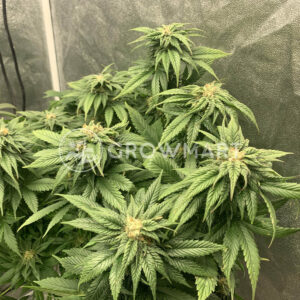 Orange_Bud_2.0_seminka_konopi