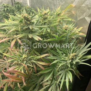 Orange_Bud_2.0_seminka_konopi