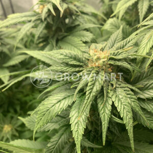 Orange_Bud_Regular_Regulérní_semínka_konopí