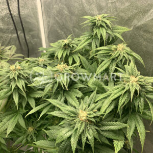 Orange_Bud_Regular_Regulérní_semínka_konopí