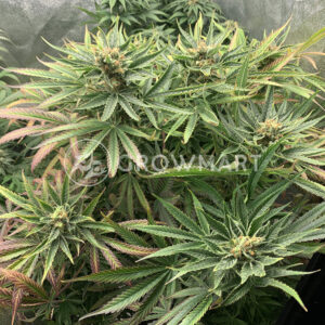Orange_Bud_Regular_Regulérní_semínka_konopí