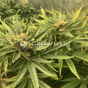 Orange_Bud_Regular_Regulérní_semínka_konopí