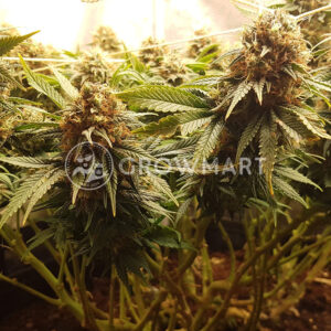 Orange_Hill_Special_Regular_Regulérní_semínka_konopí