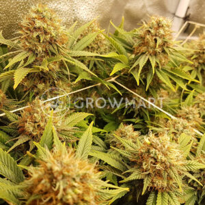 Orange_Hill_Special_Regular_Regulérní_semínka_konopí