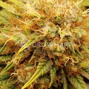 Orange_Hill_Special_Regular_Regulérní_semínka_konopí