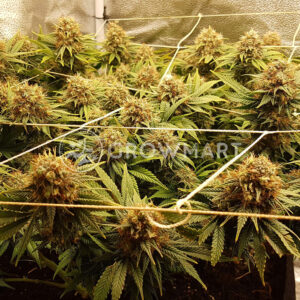 Orange_Hill_Special_Regular_Regulérní_semínka_konopí