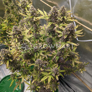 Orange_Sherbet_Auto_seminka_konopi