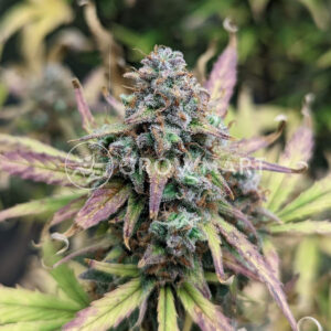 Orange_Sherbet_Auto_seminka_konopi