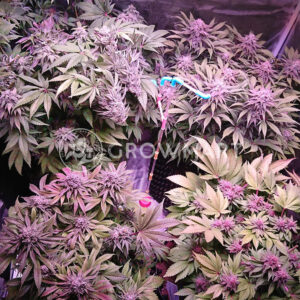 Orbital_G_Diesel_Feminizované_semínka_konopí