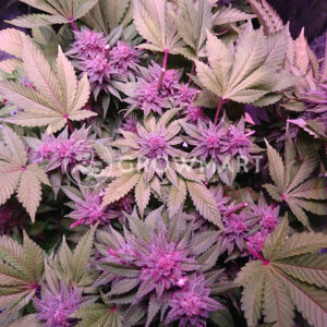 Orbital_G_Diesel_Feminizované_semínka_konopí