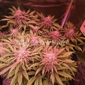 Orbital_G_Diesel_Feminizované_semínka_konopí