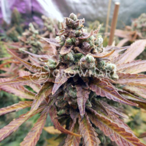 Orient_Express_Feminizovane_seminka_konopi