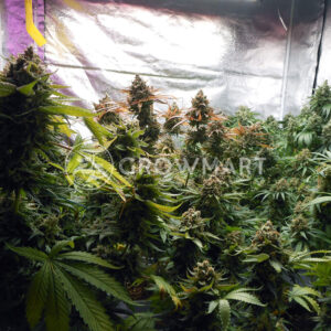 Orient_Express_Feminizovane_seminka_konopi