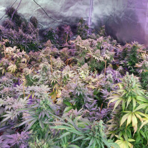 Orient_Express_Feminizovane_seminka_konopi