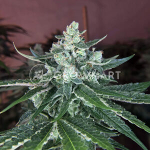 Orient_Express_Feminizovane_seminka_konopi