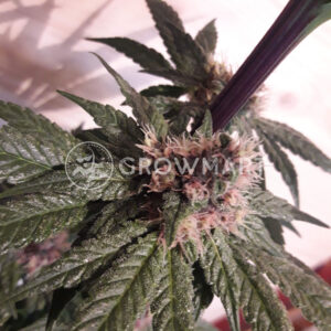 Orient_Express_Regulerni_seminka_konopi