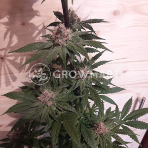 Orient_Express_Regulerni_seminka_konopi