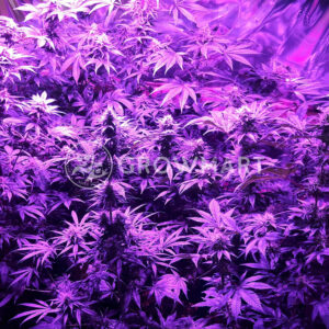 Orient_Express_Regulerni_seminka_konopi