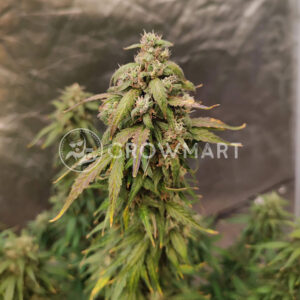 Original_Big_Bud_seminka_konopi