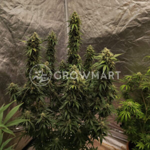 Original_Big_Bud_seminka_konopi