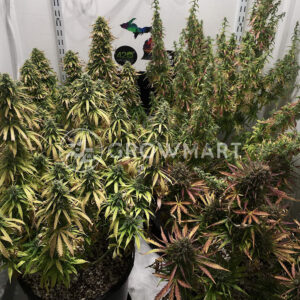 Original_Glue_Feminizovana_seminka_konopi