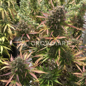 Original_Glue_Feminizovana_seminka_konopi
