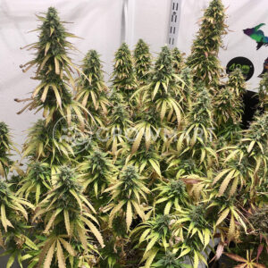 Original_Glue_Feminizovana_seminka_konopi