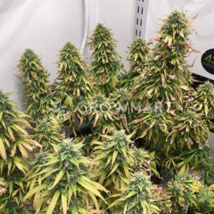 Original_Glue_Feminizovana_seminka_konopi