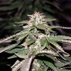 Original_Juan_Herer_Feminizované_semínka_konopí