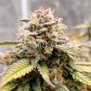 Original_Trainwreck_Auto_seminka_konopi