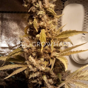 Original_White_Widow_ Feminizované_semínka_konopí