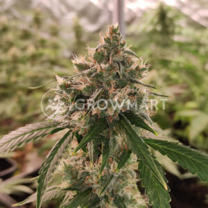 PARADOX_Feminizovane_seminka_konopi