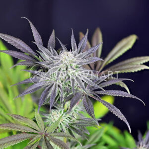 semínka konopí Peyote Gorila