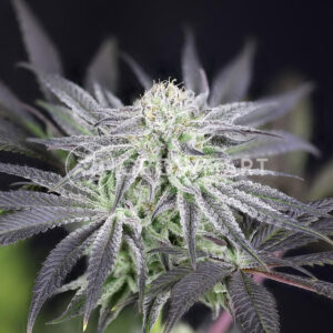 semínka konopí Peyote Gorila