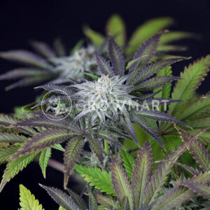 semínka konopí Peyote Gorila