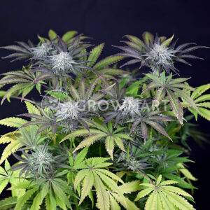 semínka konopí Peyote Gorila