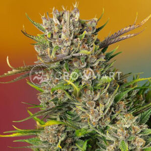 Papaya_Zoap_Auto_seminka_konopi