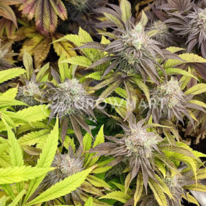 Papaya_Zoap_F1_Fast_Version_4_Seminka_konopi