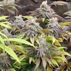 Papaya_Zoap_F1_Fast_Version_4_Seminka_konopi