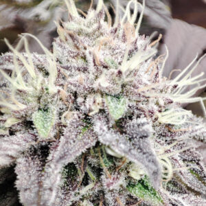 Papaya_Zoap_F1_Fast_Version_4_Seminka_konopi