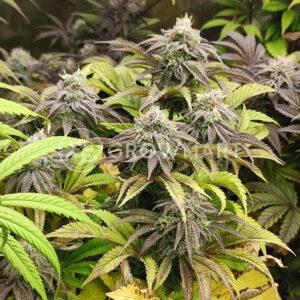 Papaya_Zoap_F1_Fast_Version_4_Seminka_konopi