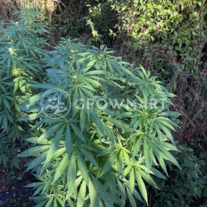 Passion_1_Regular_Regulérní_semínka_konopí